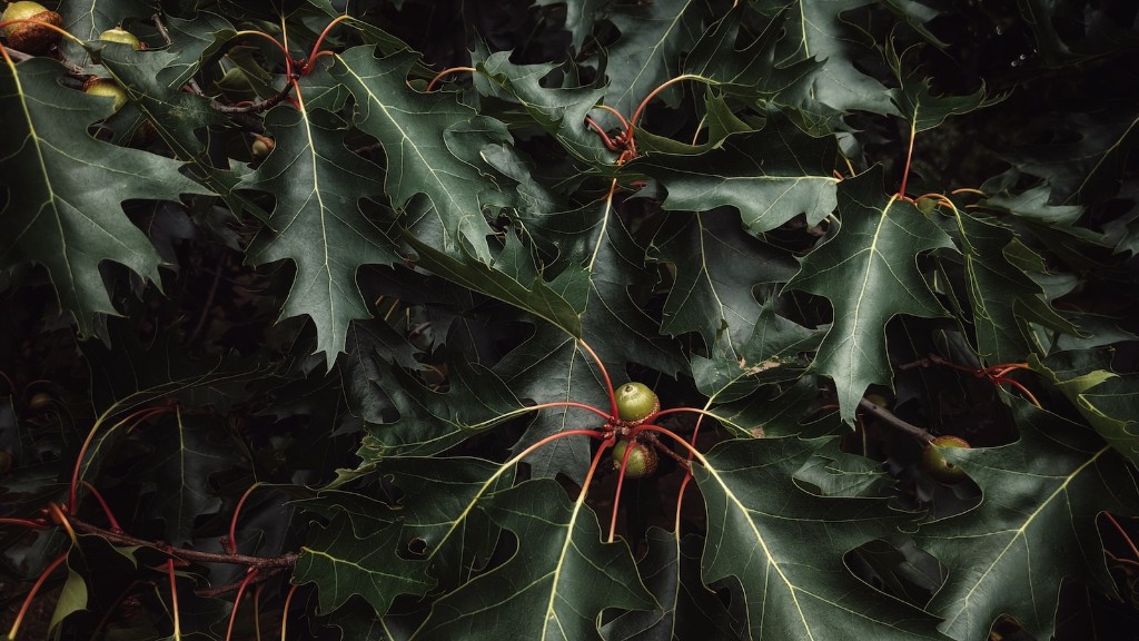 Are kiwis dangerous for tree nut allergies?