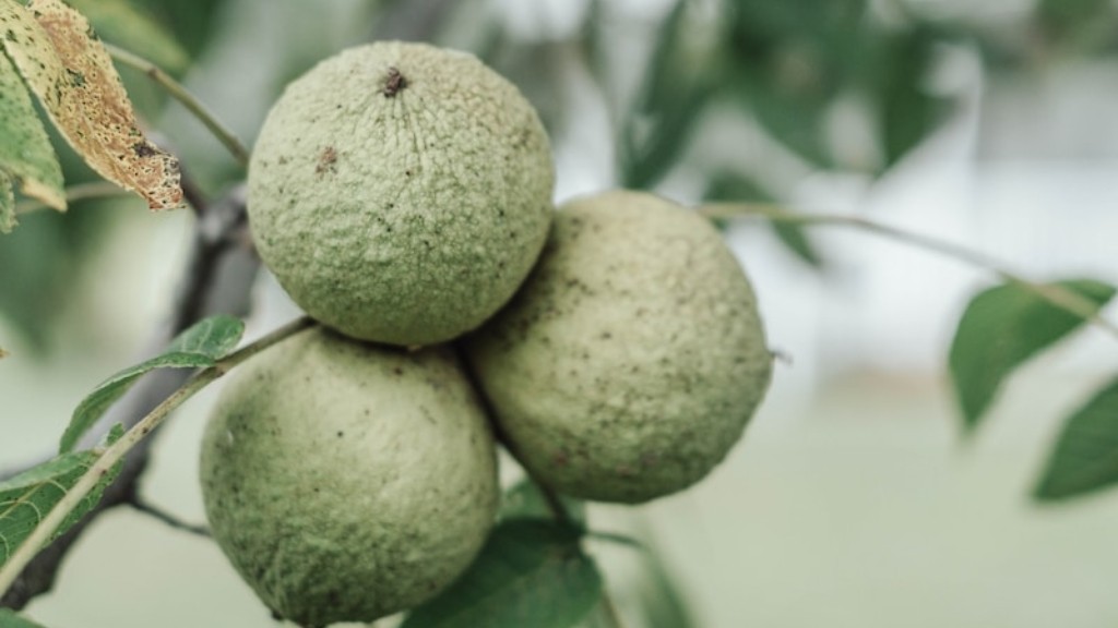How To Save A Dying Avocado Tree