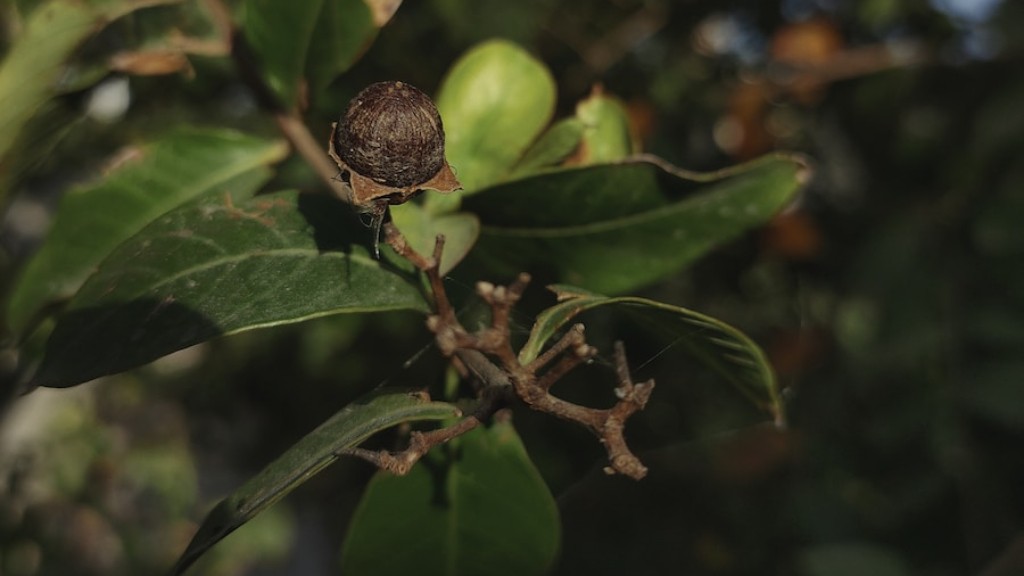 How to grow a pecan tree from nut?