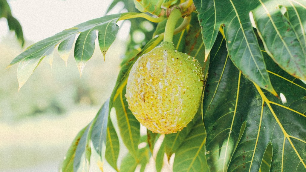 How To Grow An Avocado Tree From A Pit