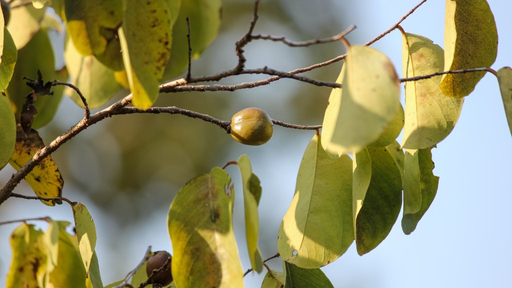 How to grow soap nut tree?
