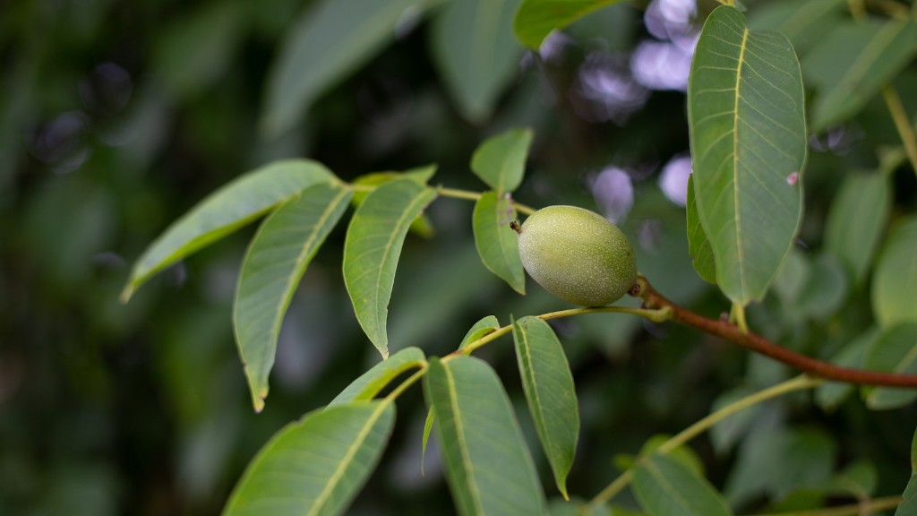 How to grow a macadamia nut tree from seed?