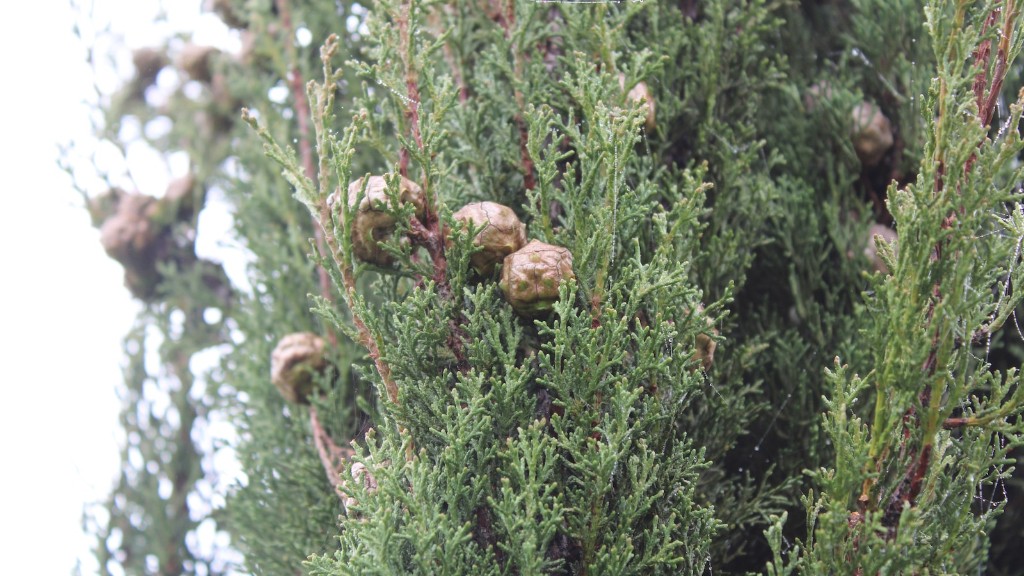 Is hemp seed a tree nut?