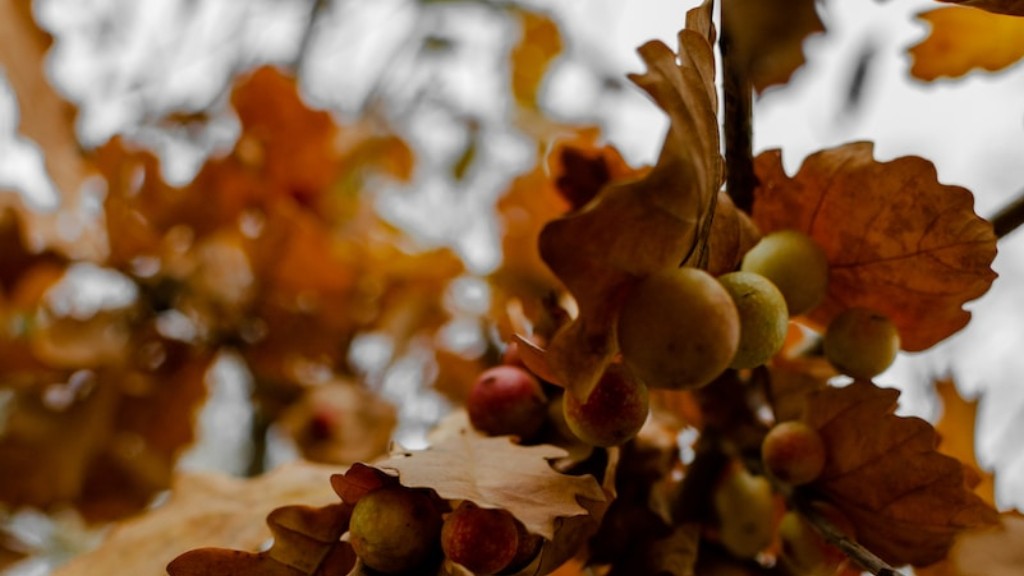Are hazelnuts ground or tree nuts?