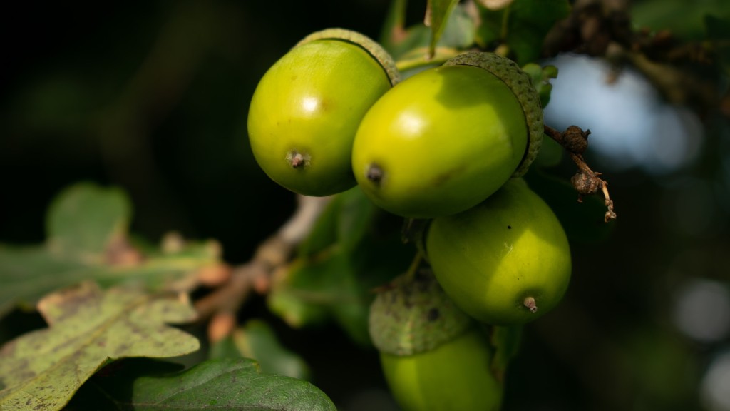 Are macadamias tree nuts?