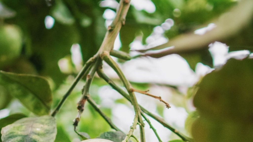 Are macadamia nuts tree self polinating?