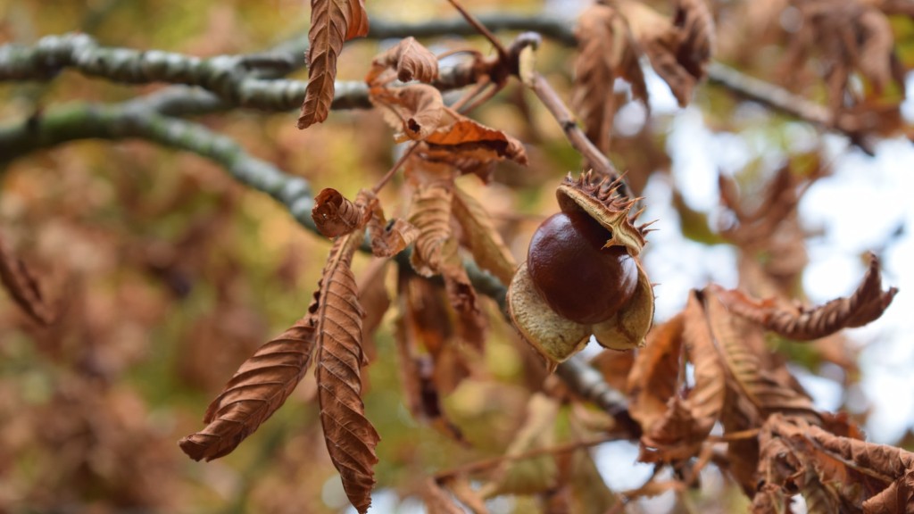 Are maple tree nuts edible?