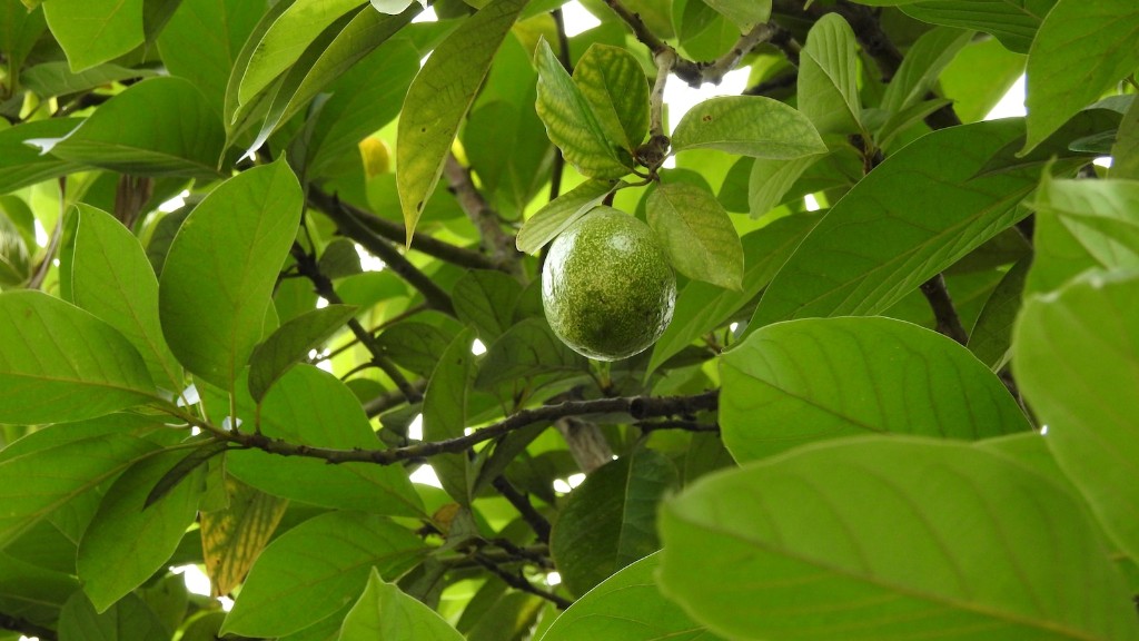How Many Years Will An Avocado Tree Bear Fruit