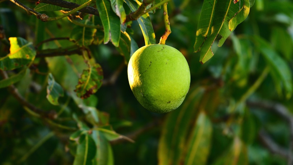 How to grow a walnut tree from nut?