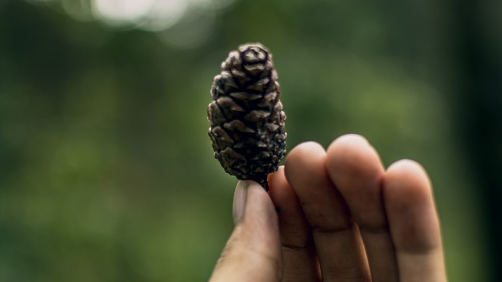 Are sunflower seeds safe for tree nut allergy?
