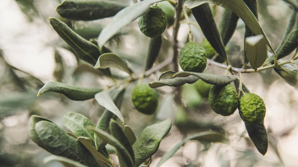 Is tree nut allergy genetic?