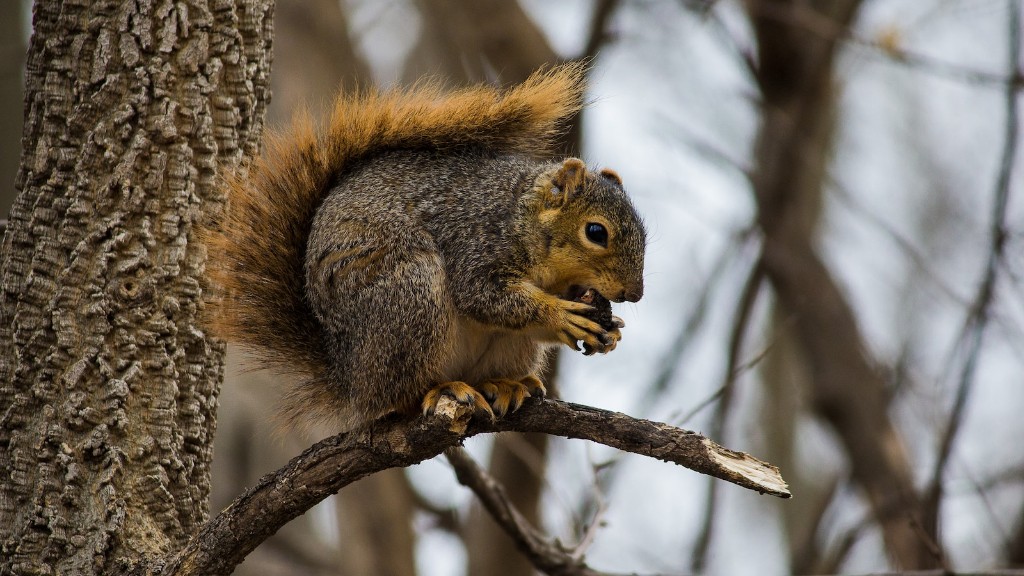 Is a peanut a tree nut?