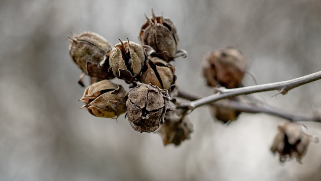 Is nutmeg a tree nut?