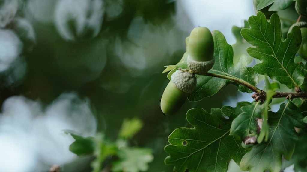 How to grow a macadamia tree from a nut?