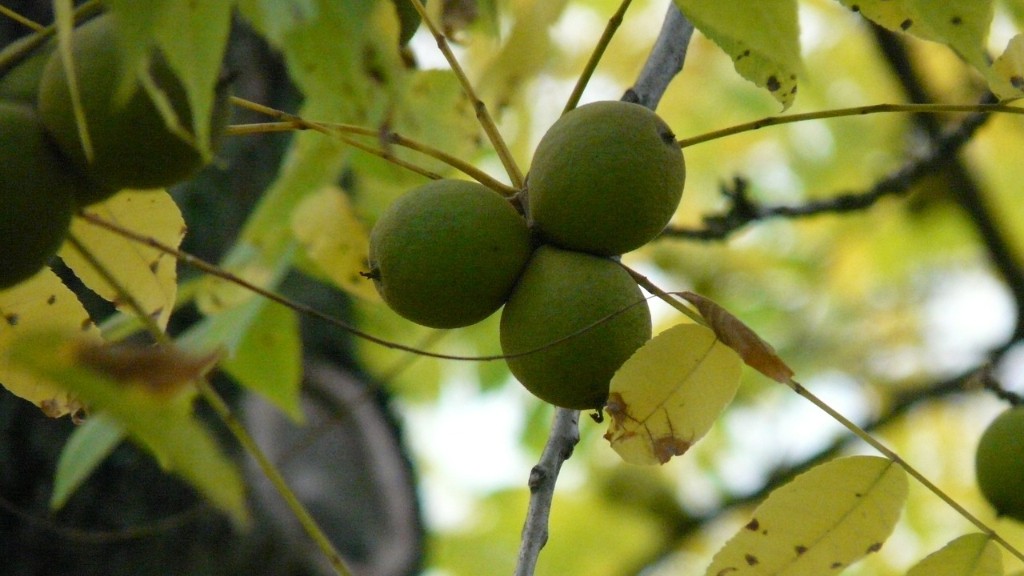 Are almonds and walnuts tree nuts?