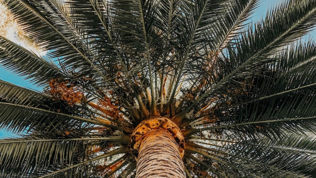 How to make palm tree?