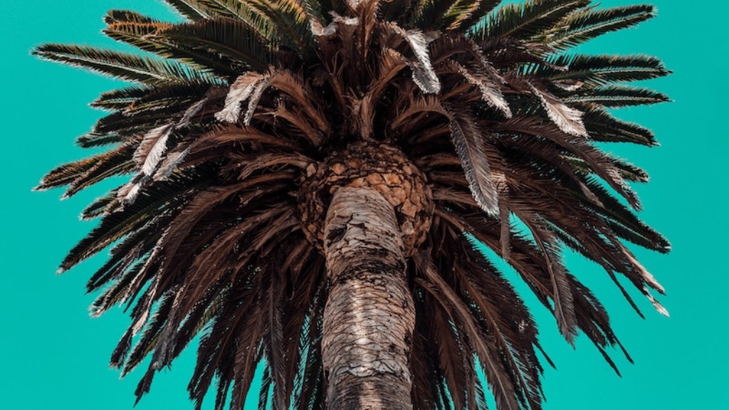 How to dig up a palm tree?
