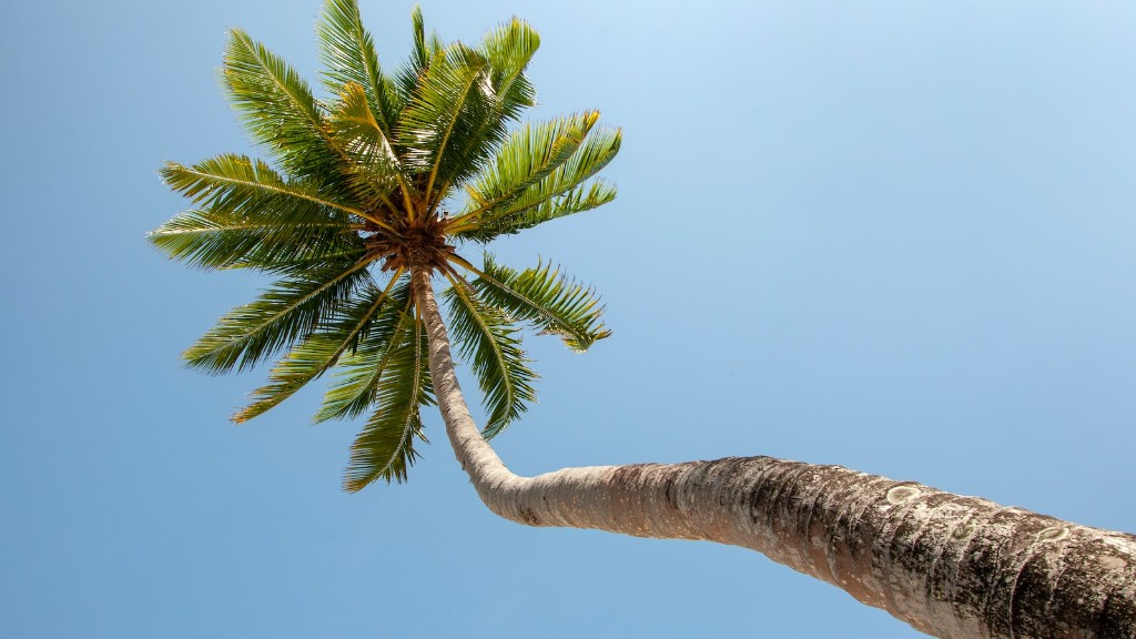 How To Trim An Indoor Palm Tree