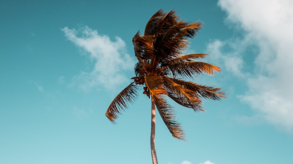 Can you use a chainsaw on a palm tree?