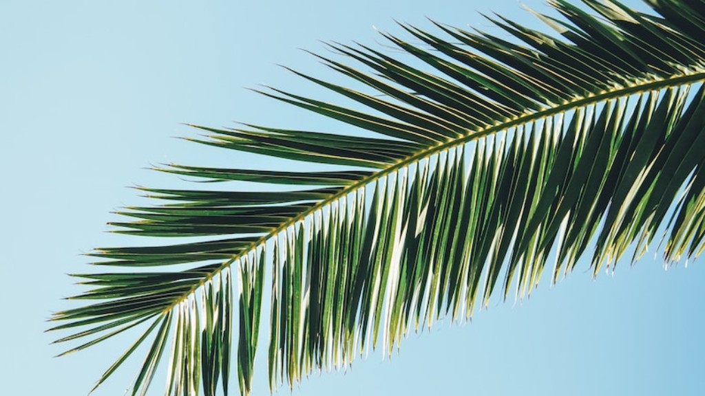 How much does a mature palm tree cost?