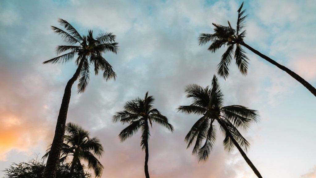 Is a coconut tree a palm tree?