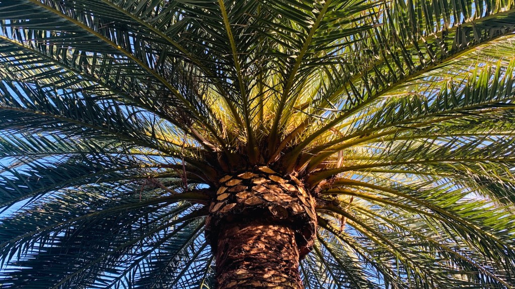 How to treat yellow leaves on palm tree?