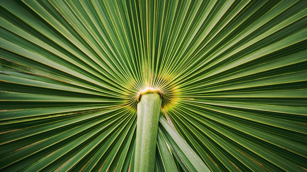 How To Speed Up Palm Tree Growth