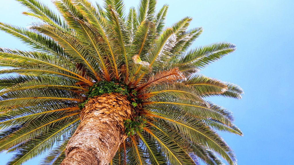 How To Care For A Palm Tree Indoors