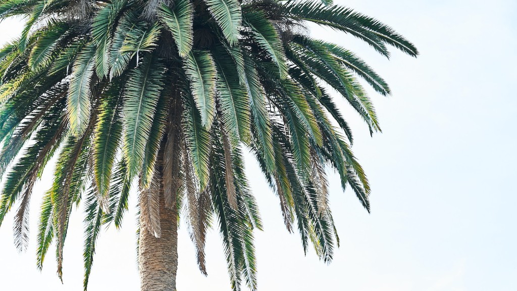 How tall is palm tree?