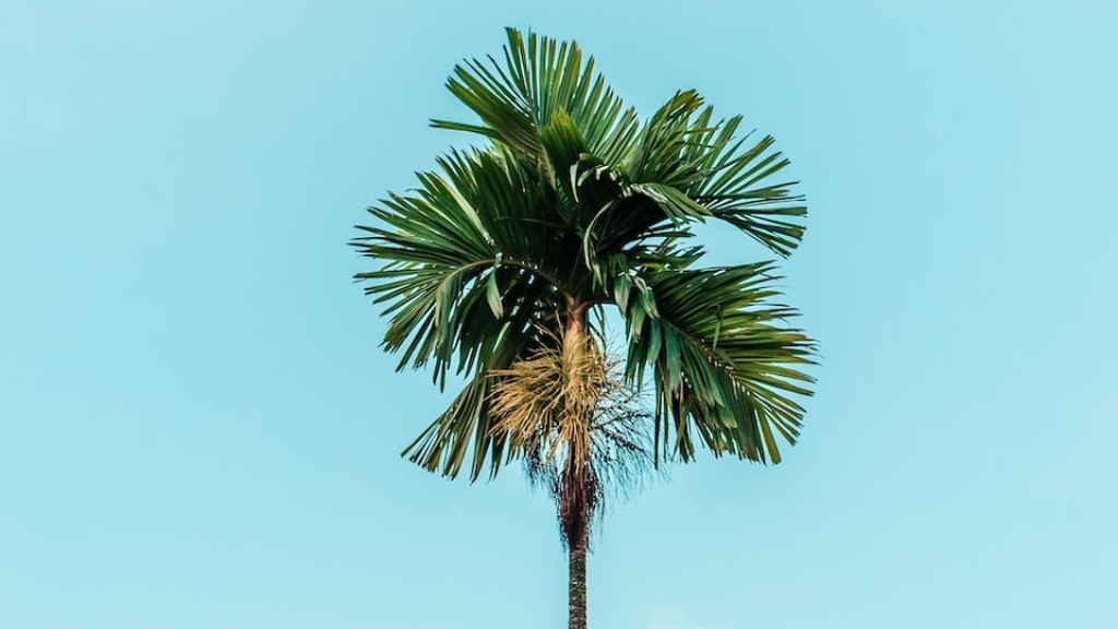 How much does a royal palm tree cost?