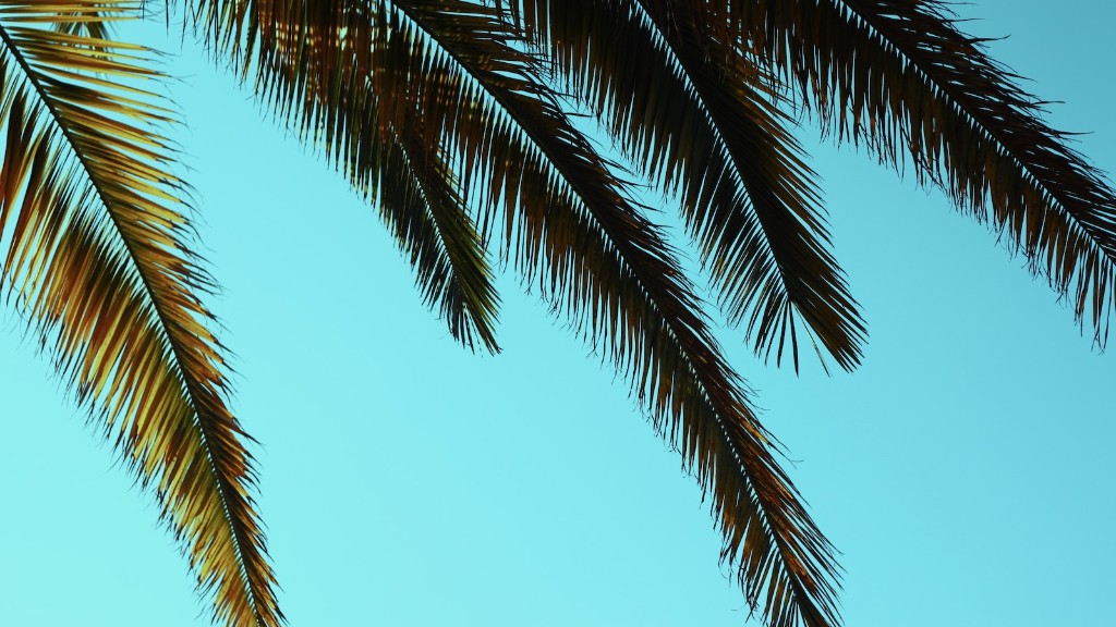 Can you bonsai a palm tree?