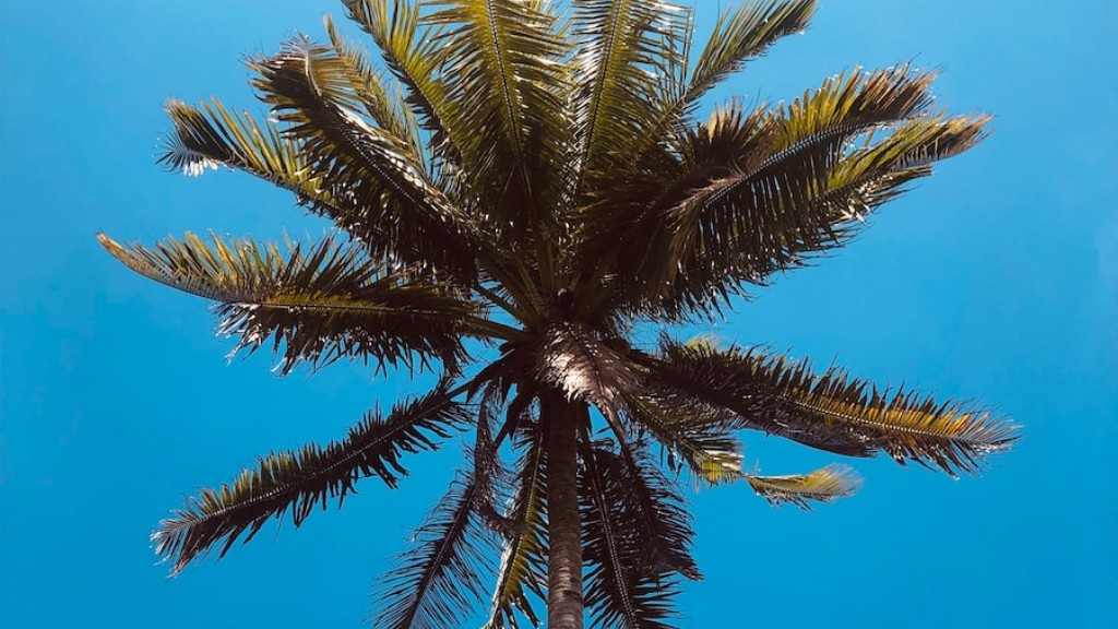 How much does a palm tree grow in a year?
