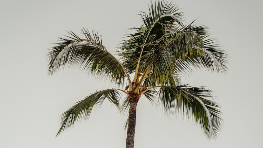 How do you cut down a palm tree?