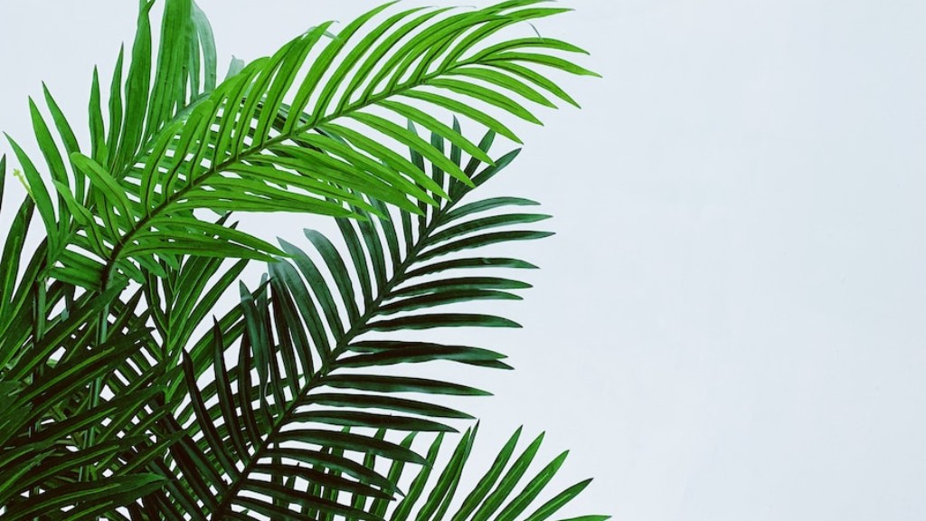 How to draw a realistic palm tree?