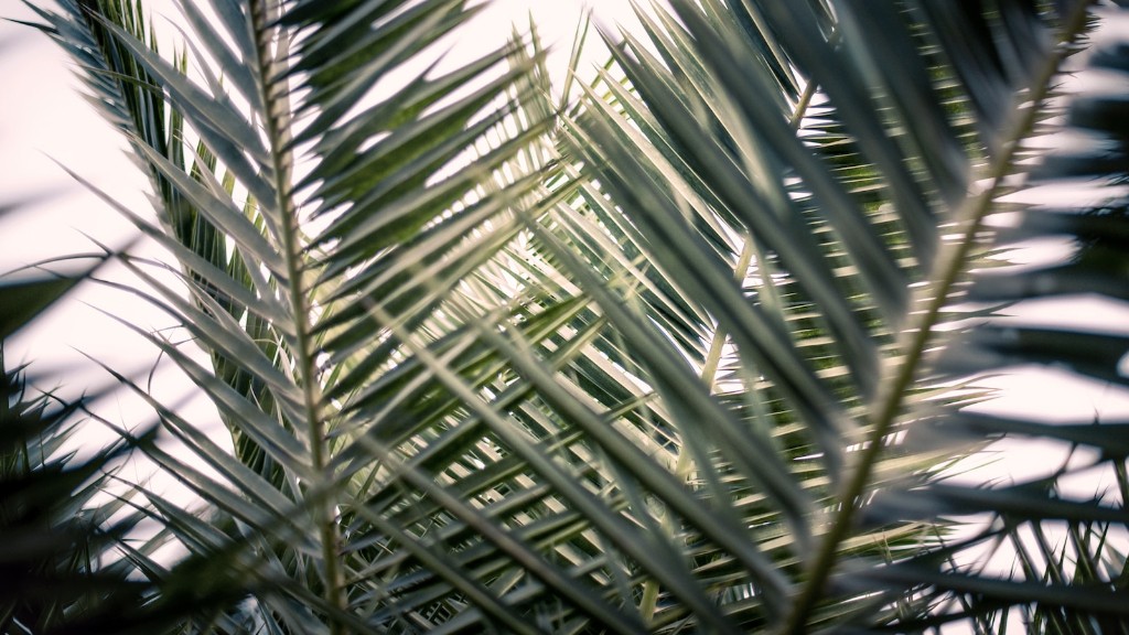 How to care for a palm tree outdoors?