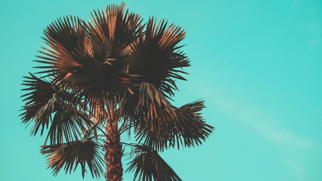 How deep do you plant a palm tree?