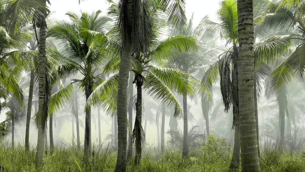 Can you replant a palm tree?