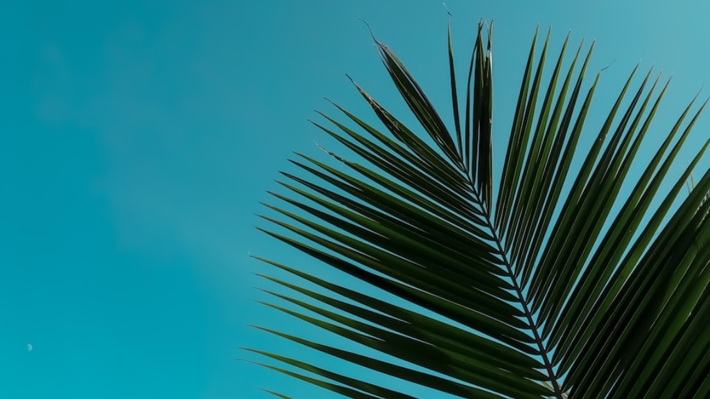 What Does A Palm Tree Cost - About Tree