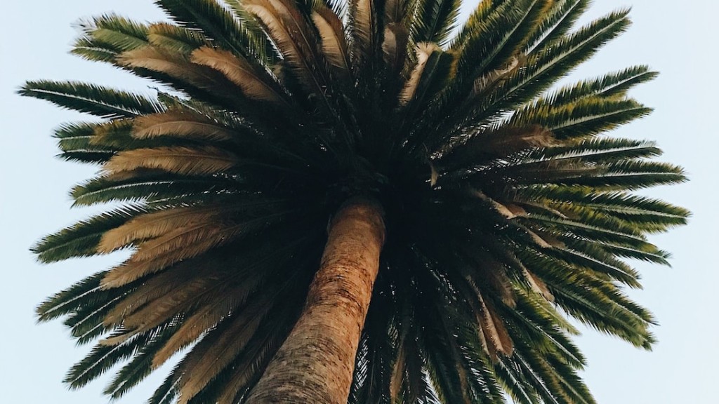 How to climb a queen palm tree?