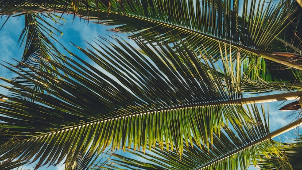 How to grow date palm tree?