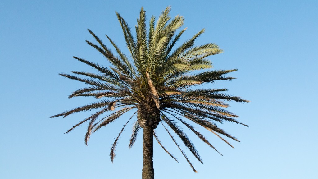 How to describe a palm tree?