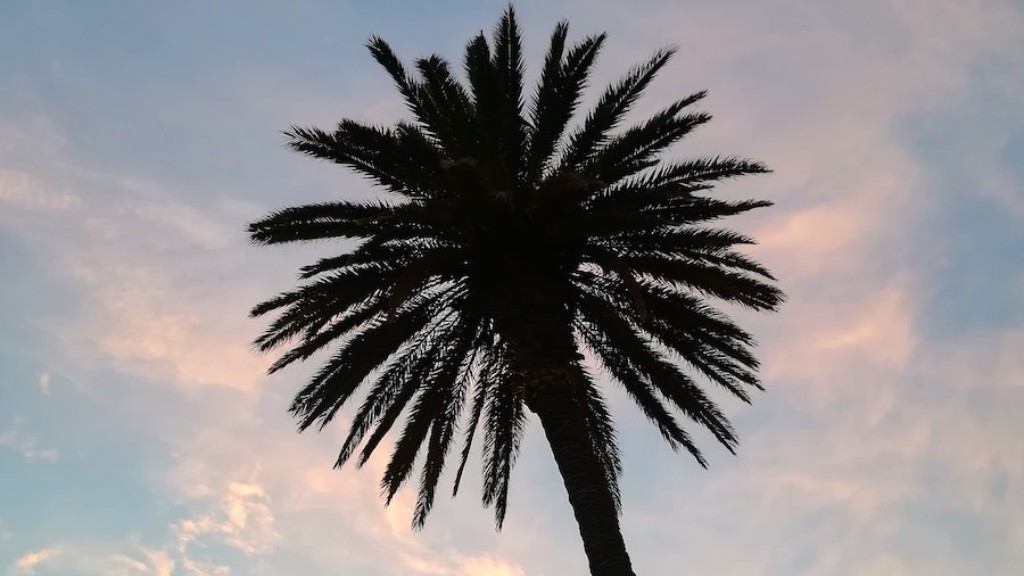 What Is A Hurricane Cut Palm Tree