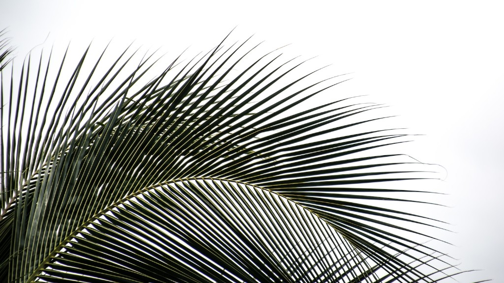 How tall can a palm tree grow?