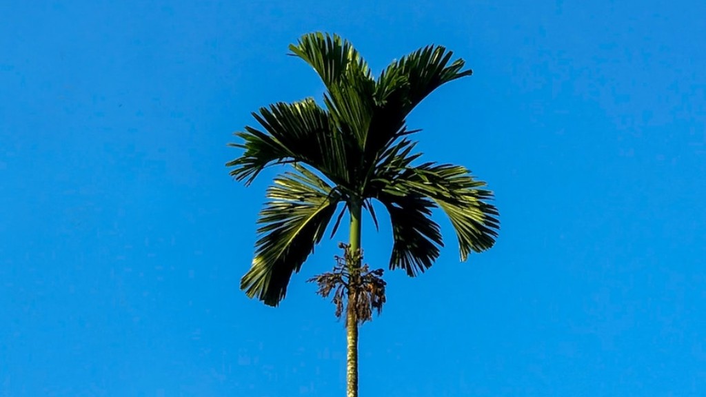 How to trim a palm tree?
